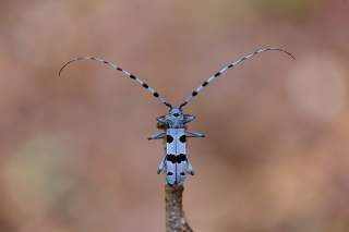Der Alpenbock sieht prächtig aus: der leuchtend blaue Körper des Käfers ist mit blauen Punkten betupft.