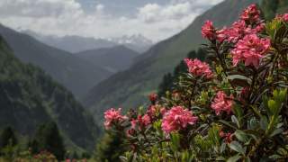 Alpenrosen am Berg