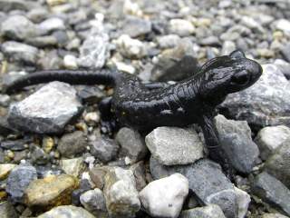 Alpensalamander