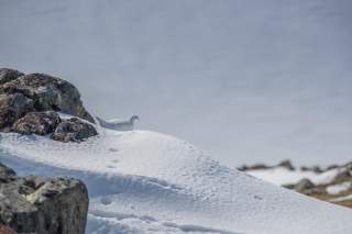 Alpenschneehuhn im Winter
