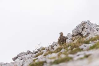 Alpenschneehuhn im Sommer