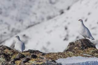 Alpenschneehuhn