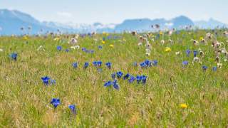 Auf einer Alpenwiese wachsen blaue, gelbe und weiße Blumen.