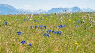 Auf einer Alpenwiese wachsen blaue, gelbe und weiße Blumen.