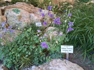 Pflanzen im Alpinum des Alpinen Museums