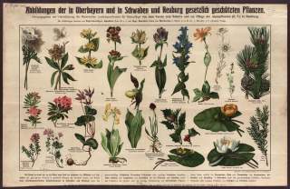 Plakat mit „Abbildungen der in Oberbayern und in Schwaben und Neuburg gesetzlich geschützten Pflanzen“ aus dem Jahr 1910, herausgegeben vom Verein zum Schutze und zur Pflege der Alpenpflanzen mit Unterstützung des Bayerischen Landesausschusses für Naturpflege.