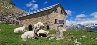 Schafe vor einer Hütte im Gebirge