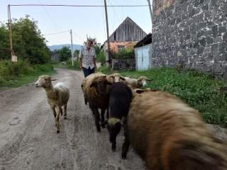 Älterer Mann treibt Schafe durch Dorf
