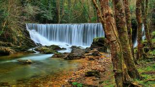 Wasserfall in dicht bewachsenem Wald.