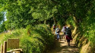 Wandergruppe läuft auf einem mit hohen Bäumen bestandenen Feldweg.