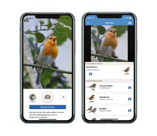 Screenshot einer App zur Vogelbestimmung