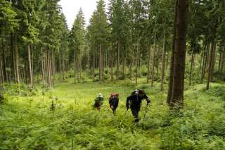 Drei Wandernde im Wald