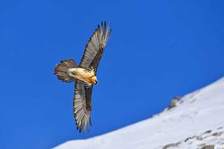 Bartgeier im Flug
