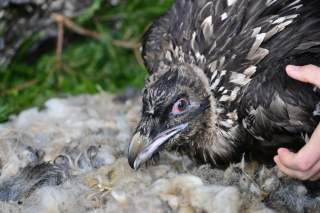 Junggeier wird ins Nest gesetzt