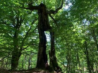 Ein Baum, der aussieht wie ein Riese