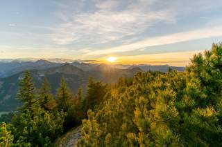 Blick über Krüppelkiefern hinweg in den Sonnenuntergang, der die Landschaft in weiches Licht packt.