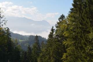 Bergwald. Foto: DAV Bergwald. Foto: DAV