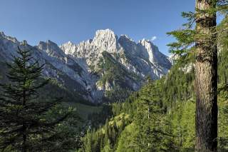 Bergwald vor Bergkulisse