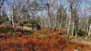 Ein kahler Birkenwald mit blauem Himmel und den roten Heidelbeersträuchern.