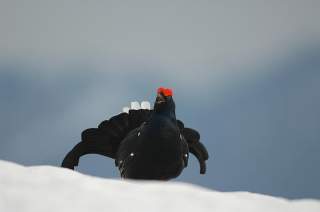 Birkhuhn im Schnee