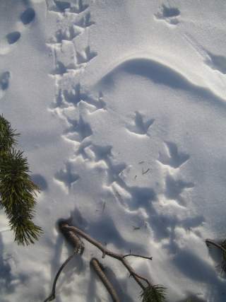 Spuren eines Birkhuhns im Schnee.