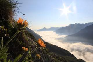 Gelbe Blumen am Berg, Wolkenmeer im Tal Gelbe Blumen am Berg, Wolkenmeer im Tal