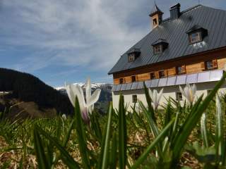 Weiße Krokusse blühen auf einer Wiese vor einer Hütte mit dunklem Dach in alpiner Landschaft, im Hintergrund Berge
