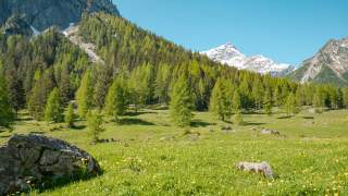 Frühlingswiese im Brandnertal unter schneebedeckten Gipfeln