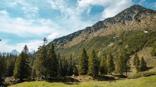 Zirben auf dem Weg zur Mondspitze