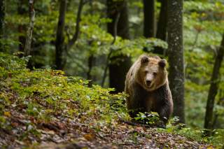 Ein stattlicher Braunbär kommt direkt auf die Kamera zugelaufen. Im Wald.