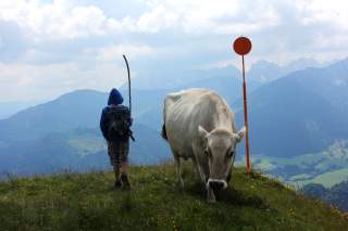 Rind trifft Jungwanderer am Brennkopf.