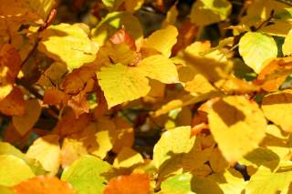 Bunte Buchenblätter im Herbst
