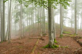 Buchenmischwald im Nebel