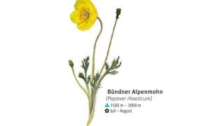 Illustration des Bündner Alpenmohns