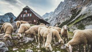 Ein paar Schafe grasen vor der Tschechischen Hütte in den Steiner Alpen, Slowenien.