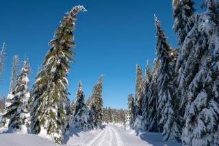 Verschneiter Wald