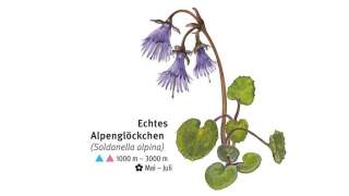 Illustration eines Echten Alpenglöckchens