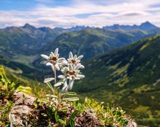 Edelweiß vor Bergpanorama