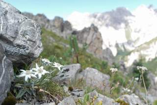 Edelweiß in den Lienzer Dolomiten Edelweiß in den Lienzer Dolomiten