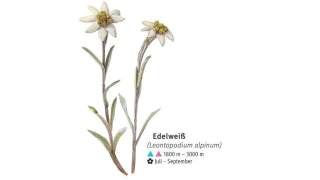 Illustration eines Edelweiß
