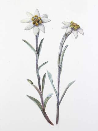 Illustration Edelweiß