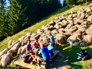 Schafherde im Făgăraș-Gebirge