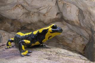 Feuersalamander sitzt in Höhle