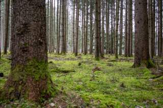 Fichtenwald im Schwabener Moos