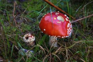 Roter Fliegenpilz mit weißen Punkten wächst im Gras und Moos.