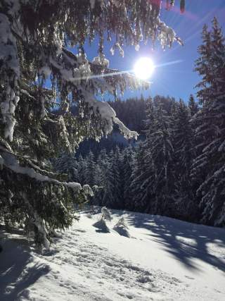 Wald mit Schnee und Sonne