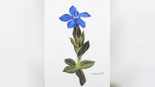 Illustration Frühlings-Enzian
