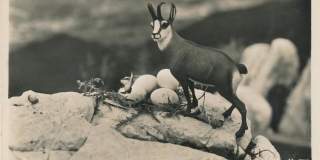 Gämsennest, um 1925