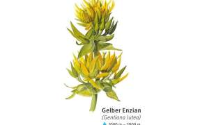 Illustration eines Gelben Enzians