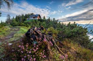 Holzhütte am Waldrand auf einem Hügel, im Vordergrund ein Baumstumpf mit lila Blumen, dahinter grüne Sträucher und Berge im Hintergrund.